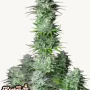Насіння конопель KOSHER CAKE Auto від Fast Buds